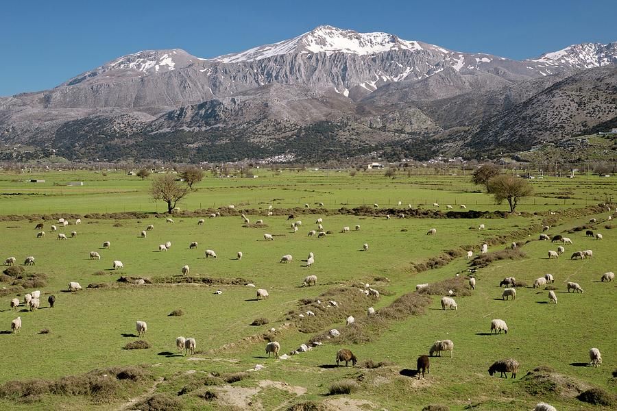 lasithi-plateau-crete