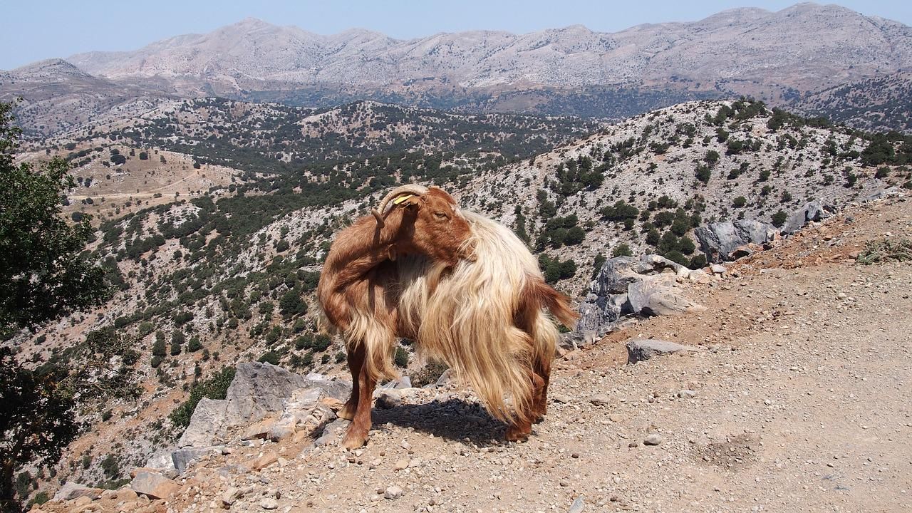 lasithi-plateau-crete-goat