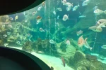 aquarium kreta
