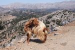 lasithi-plateau-crete-goat